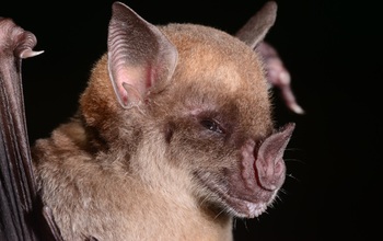 The pale spear-nosed bat will be part of research to explore the cause of exceptional longevity.